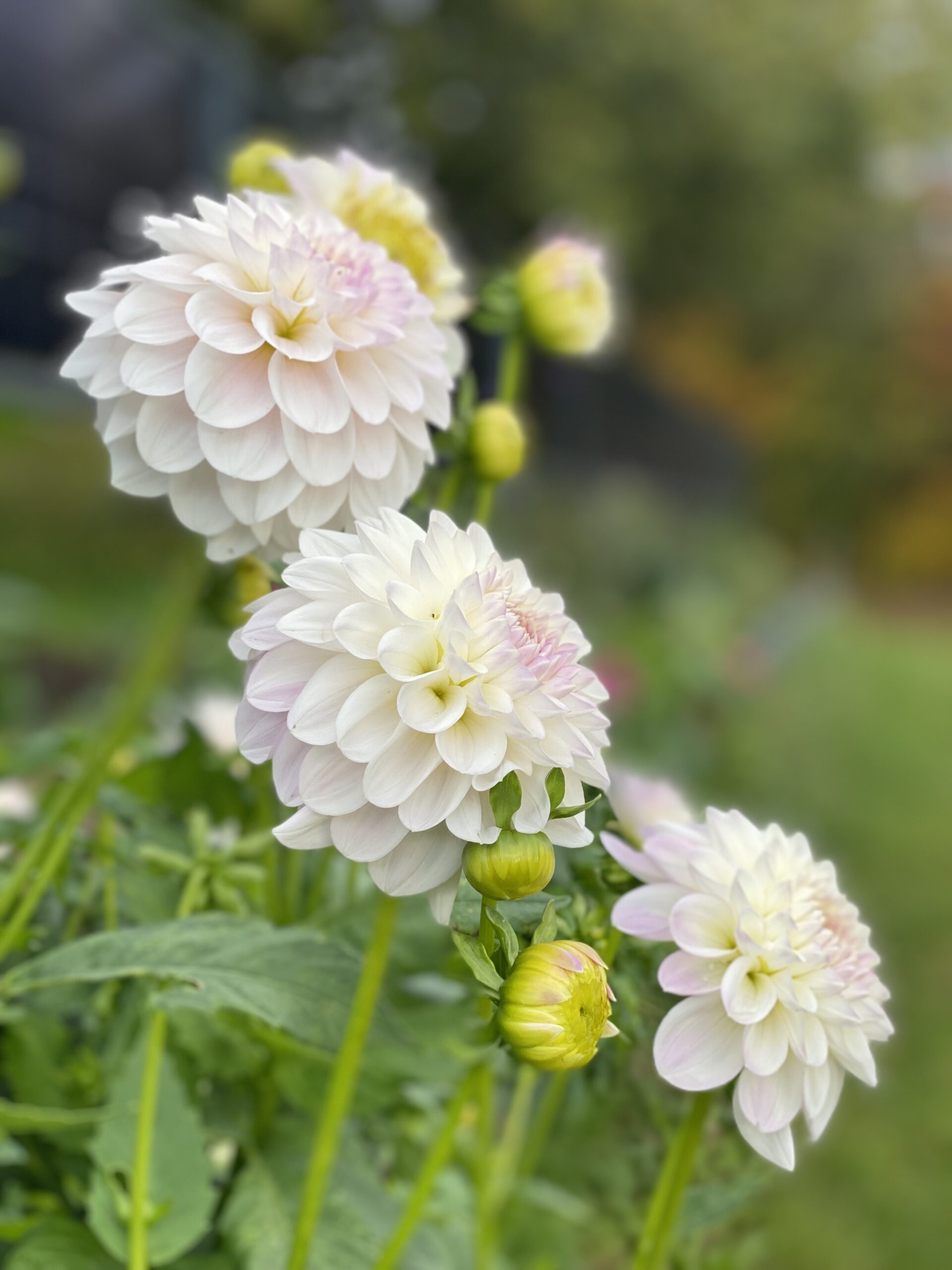 Blumen bestellen St. Johann in Tirol